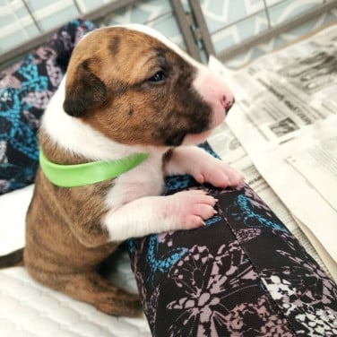 Gezähmter Bullterrier-Welpe zur Adoption und Neuvermittlung