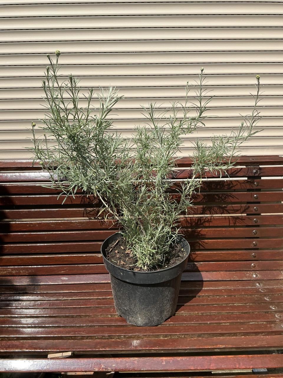 Curry plant