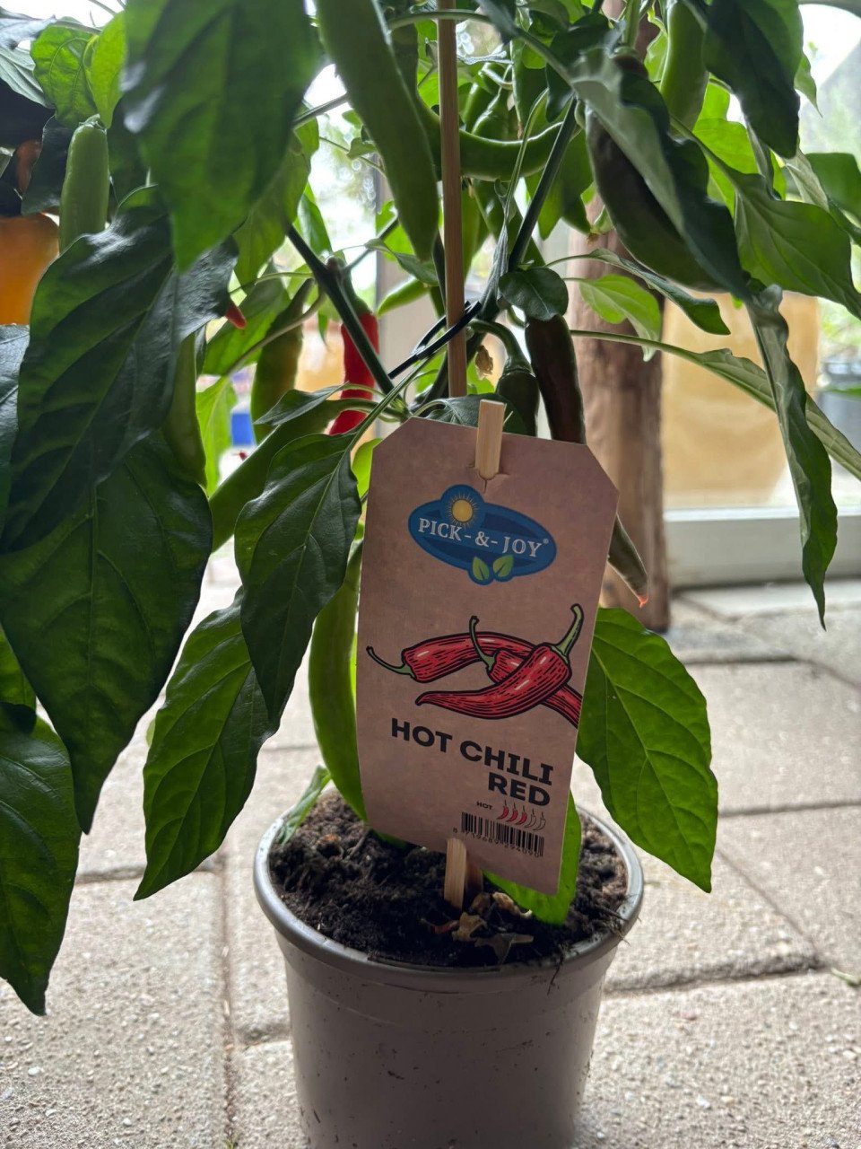 Snoepgroenten+pepers div soorten €12,50