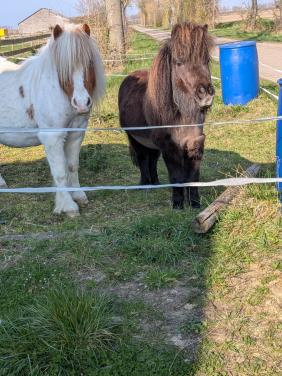 Shetlanders zoeken hulp