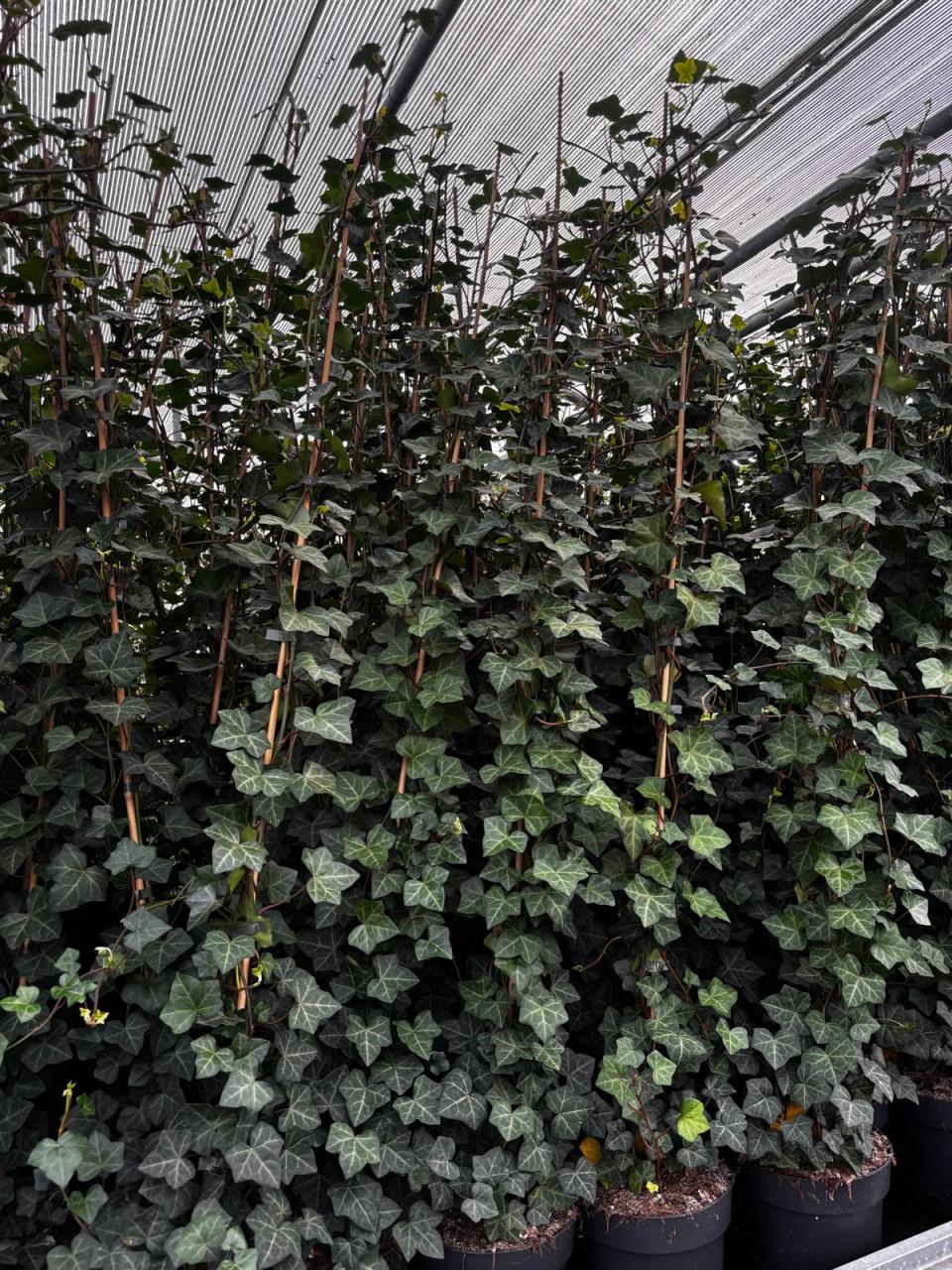 Hedera hibernica (klimop) Topkwaliteit in diverse maten.