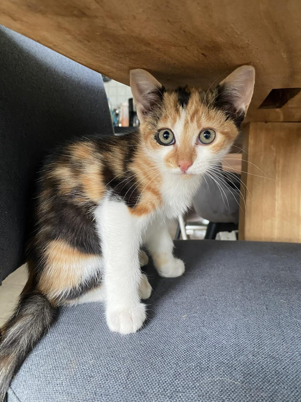 Kittens te koop