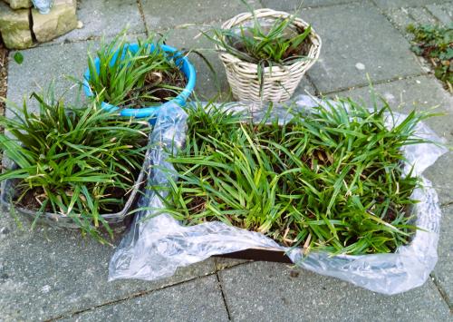 Carex irish green
