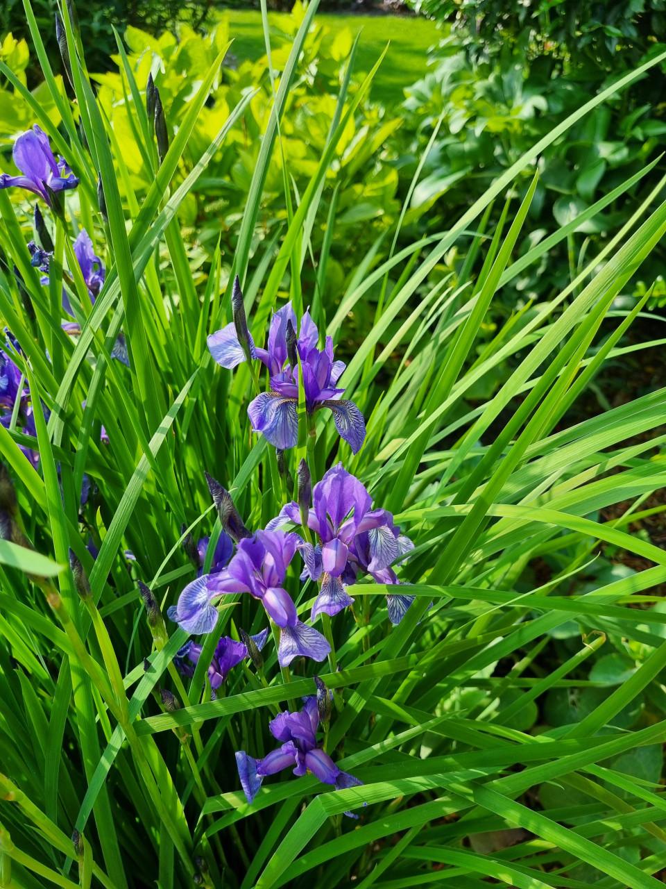 Paarse irissen (smal blad)