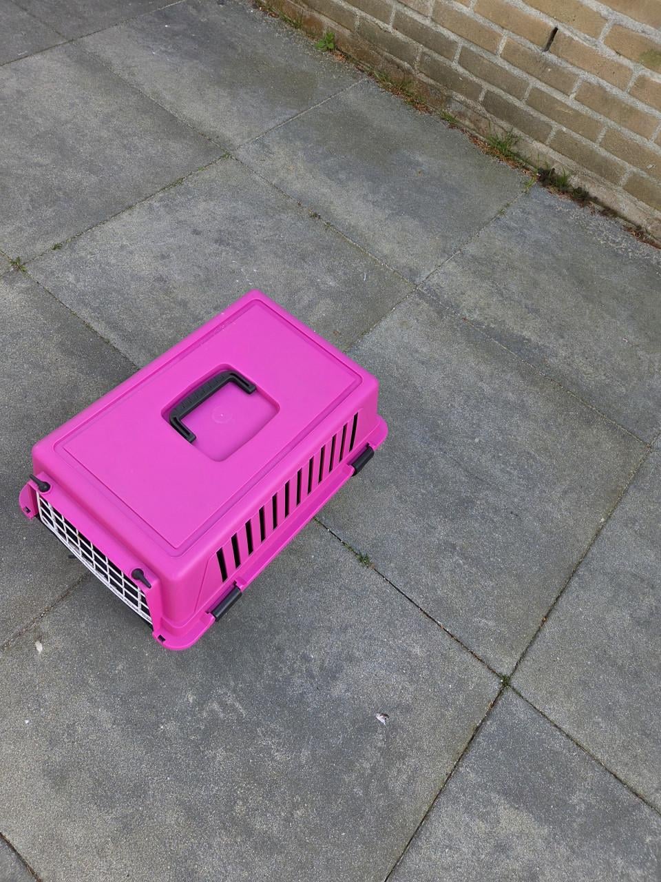 Reismand kat