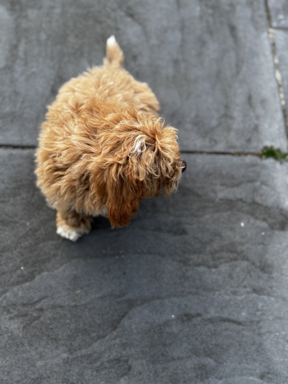 Maltipoo pup reutje