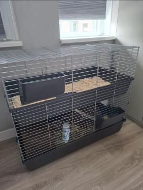 Twee superlieve cavia’s inclusief alle toebehoren