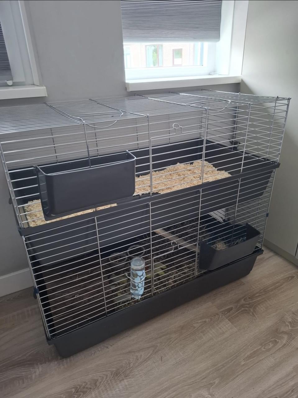Twee superlieve cavia’s inclusief alle toebehoren
