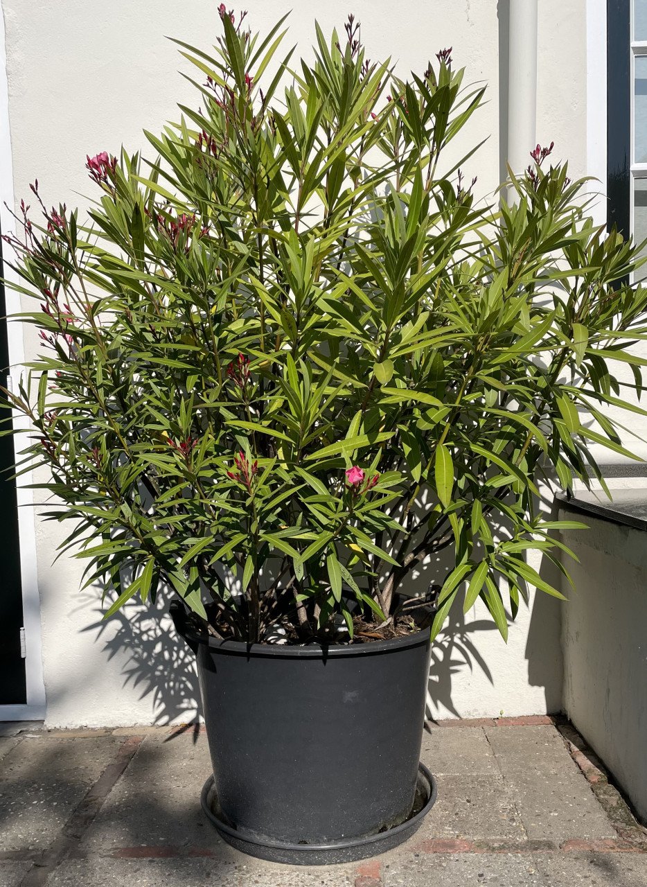 OLEANDER plant