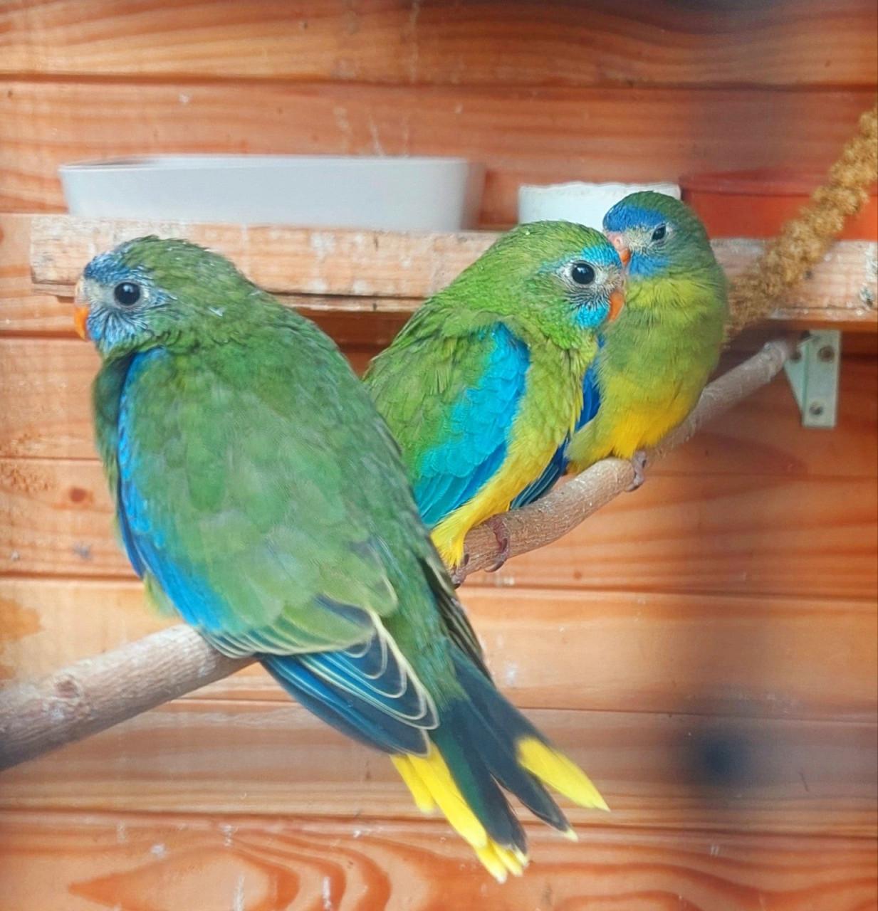 Turquoisine parkieten