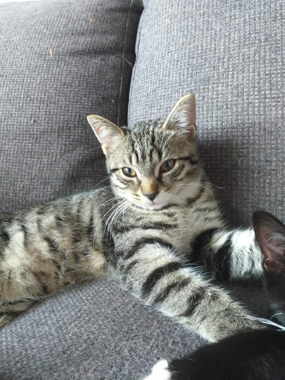 Super lieve kittens