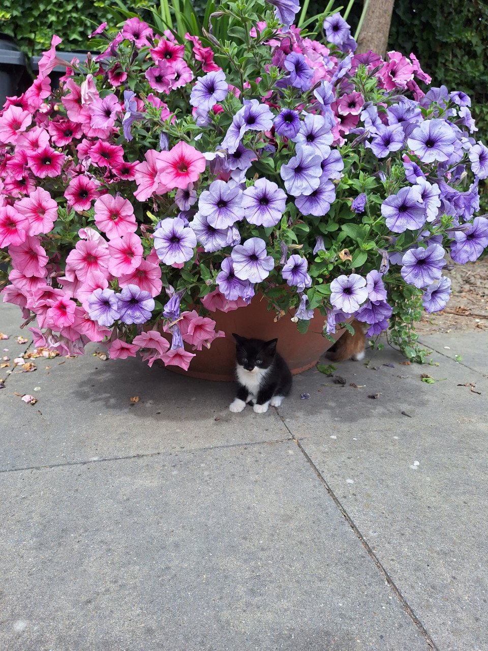 Kittens