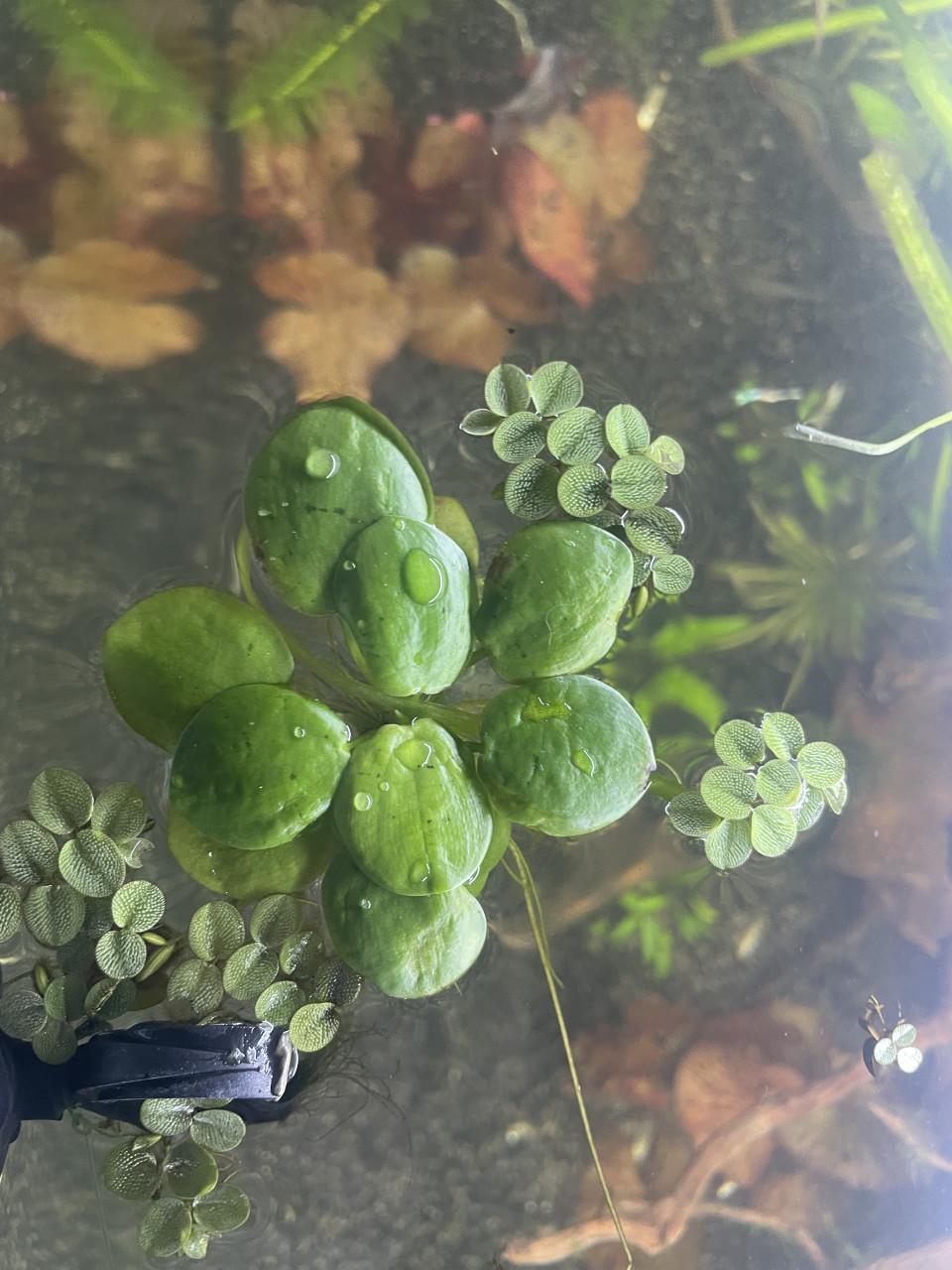 Drijfplanten aquarium