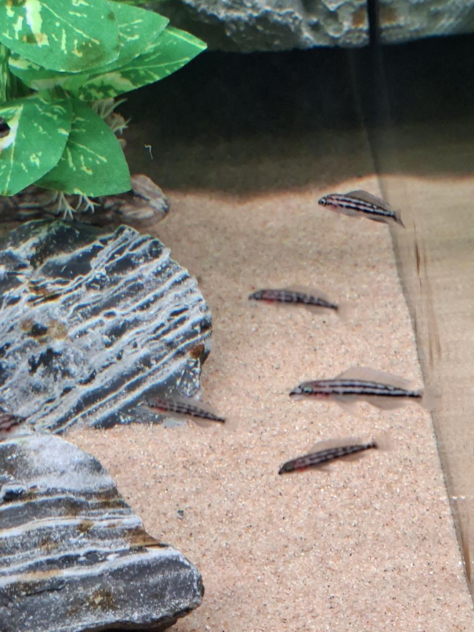 Julidochromis dickfeldi