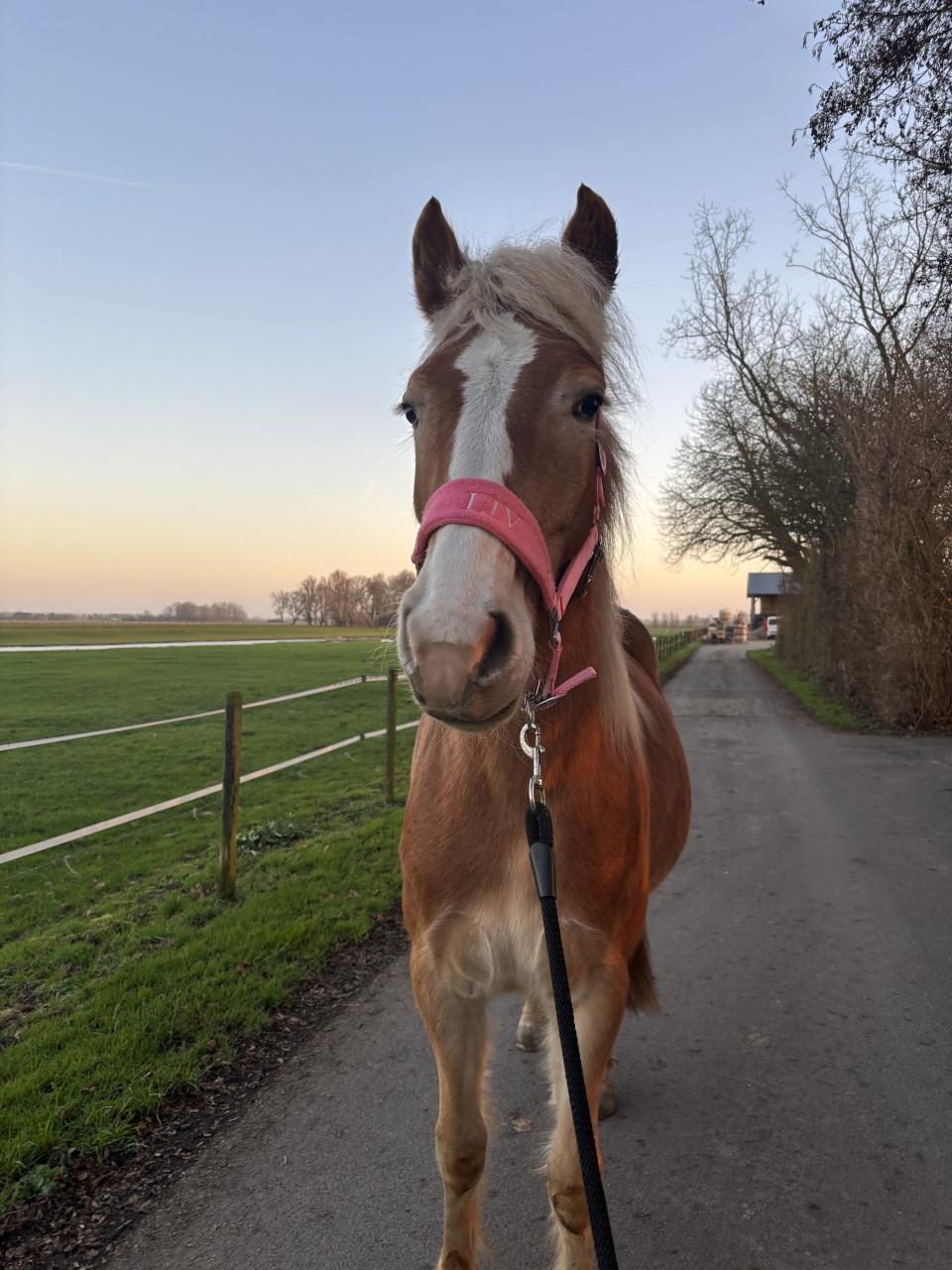 Haflinger merrie te koop