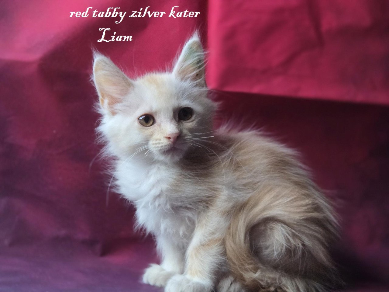 7  prachtige maine coon kittens met stamboom
