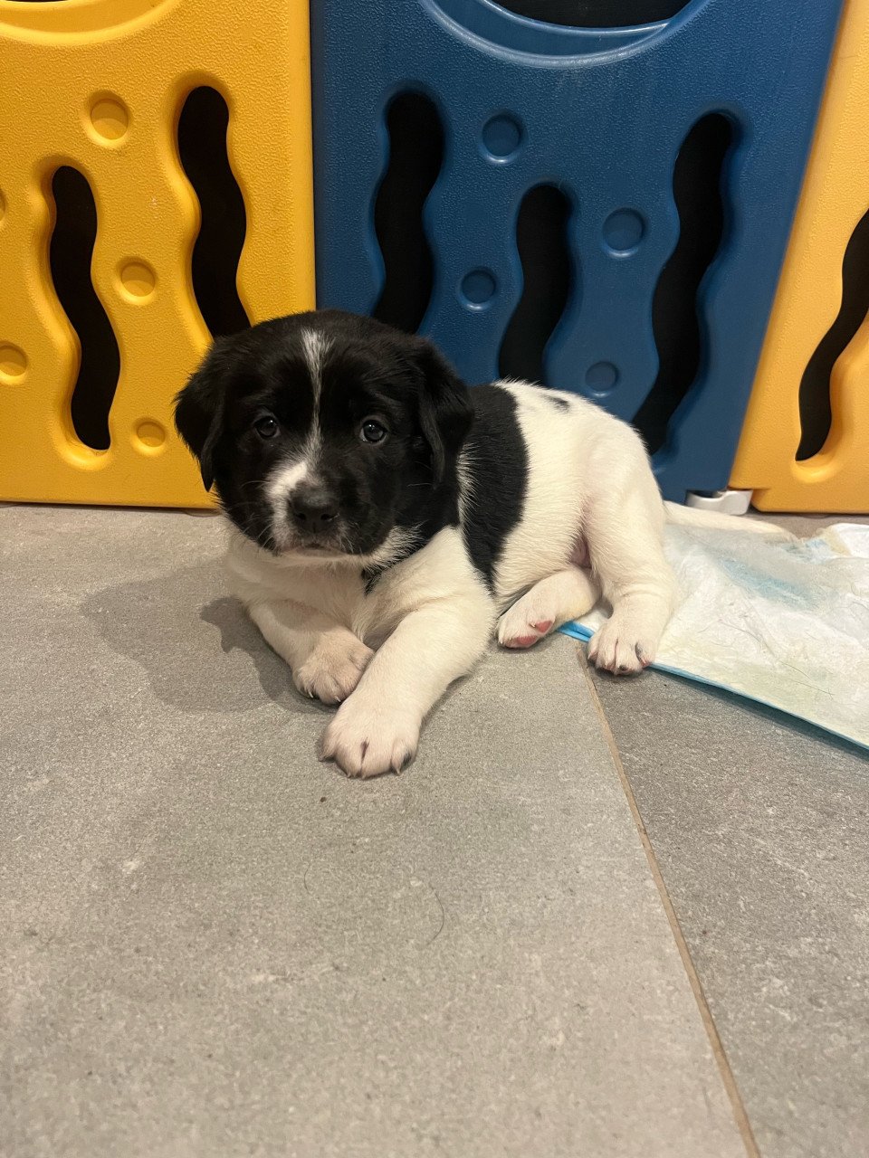 Labrador / Friese stabij puppy’s