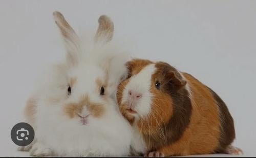 Vakantie-opvang Knaagdieren