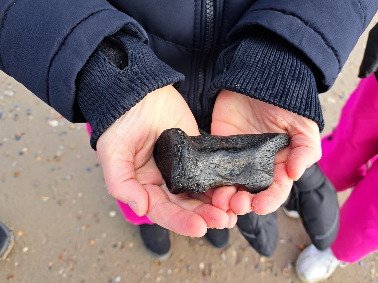 Strand Excursie Haaientanden en fossielen zoeken