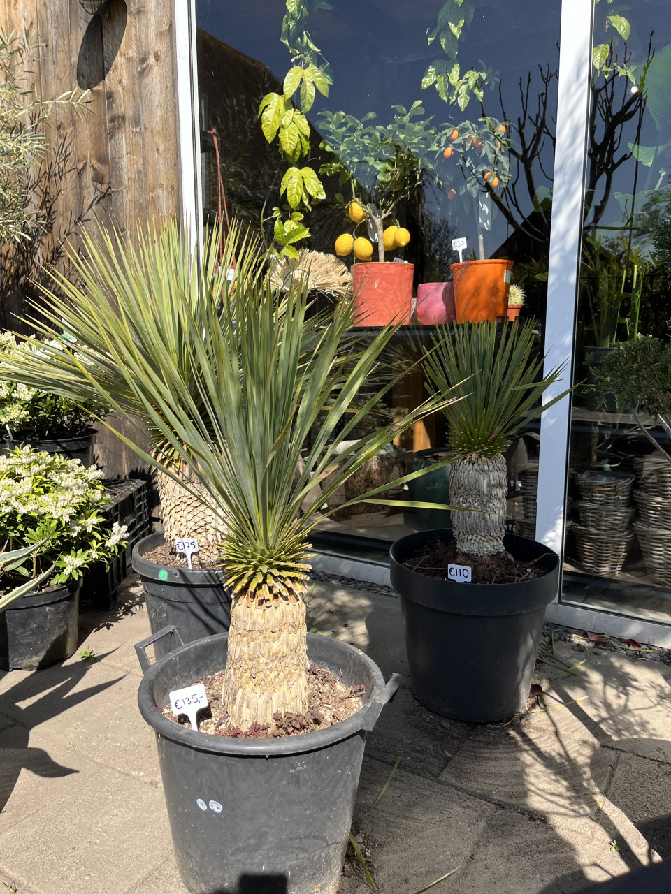 Yucca Rostrata
