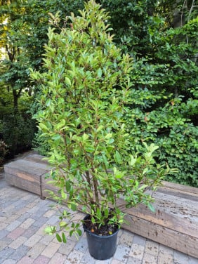 Kwekersopruiming: Photinia Red Robin tot 225 cm 50% korting
