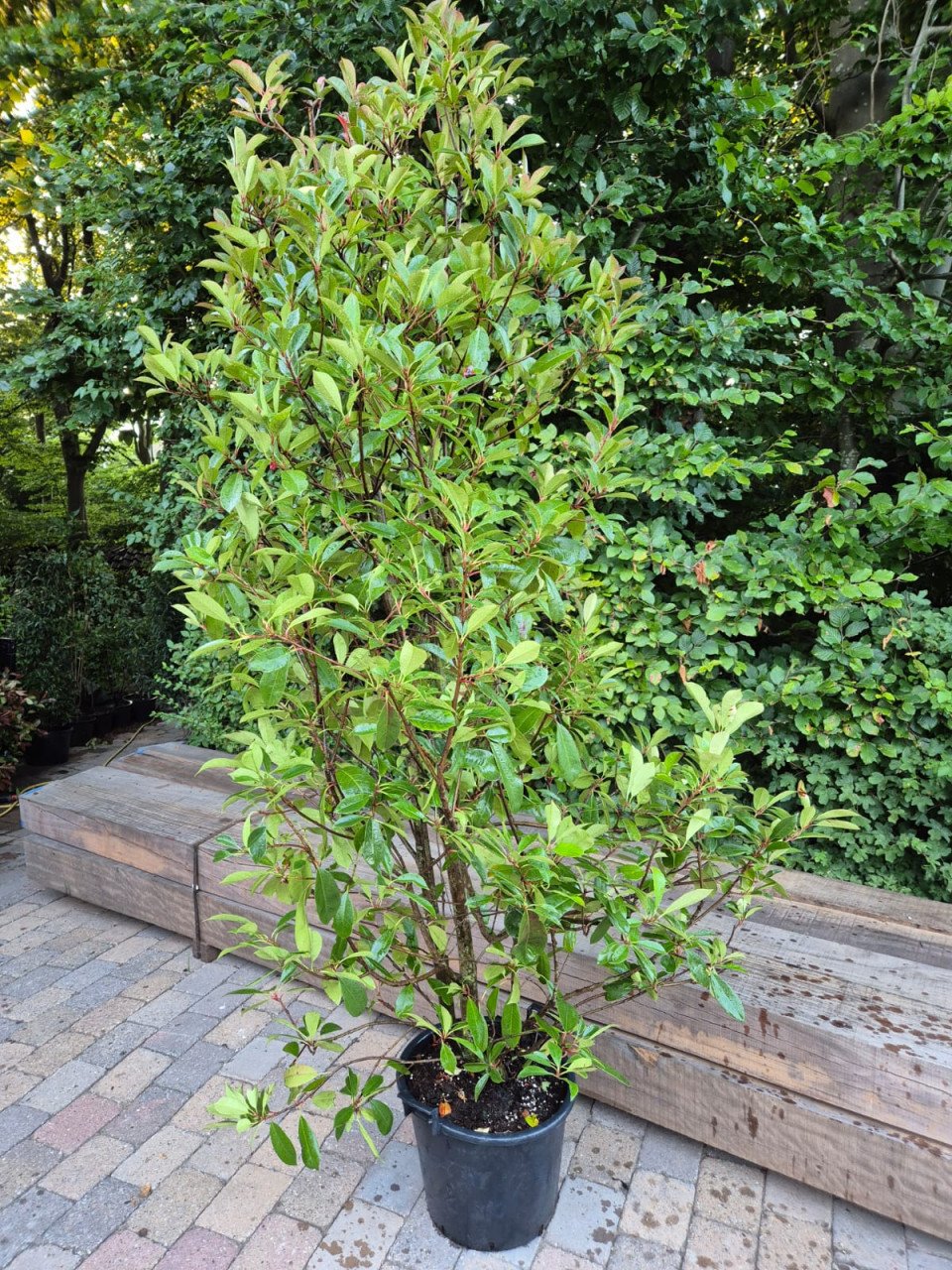 Kwekersopruiming: Photinia Red Robin tot 225 cm 50% korting