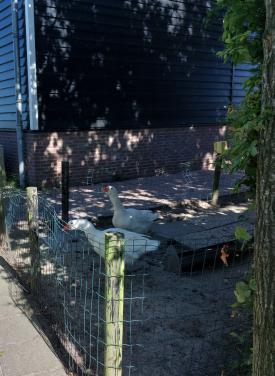 Te koop witte boeren ganzen