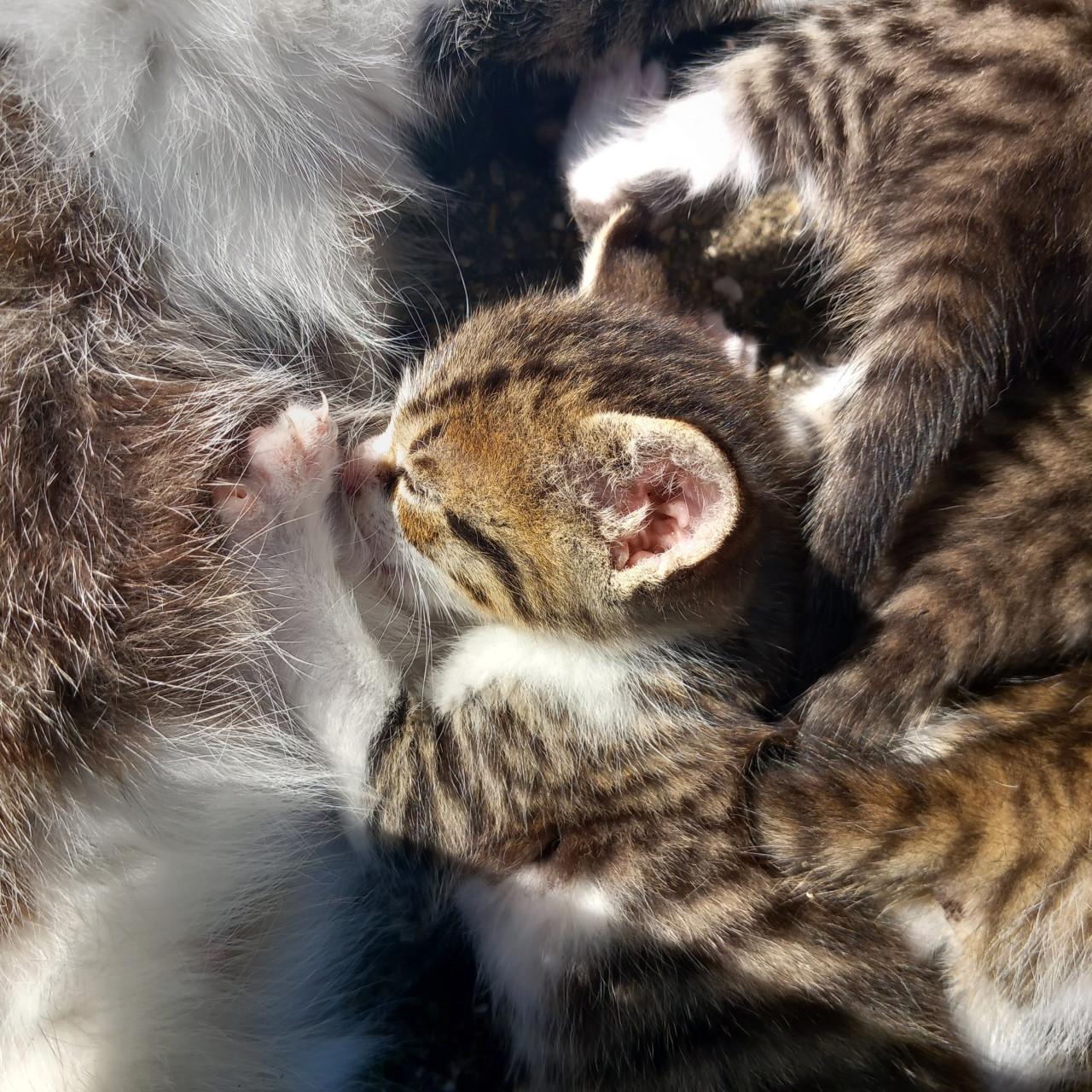 Prachtig nestje van 5 kittens