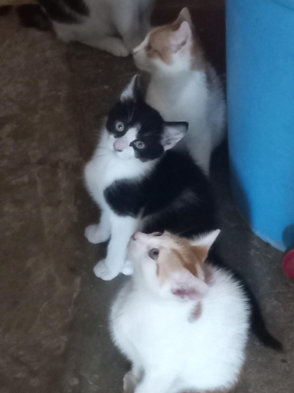 Zwart/ wit kitten kater