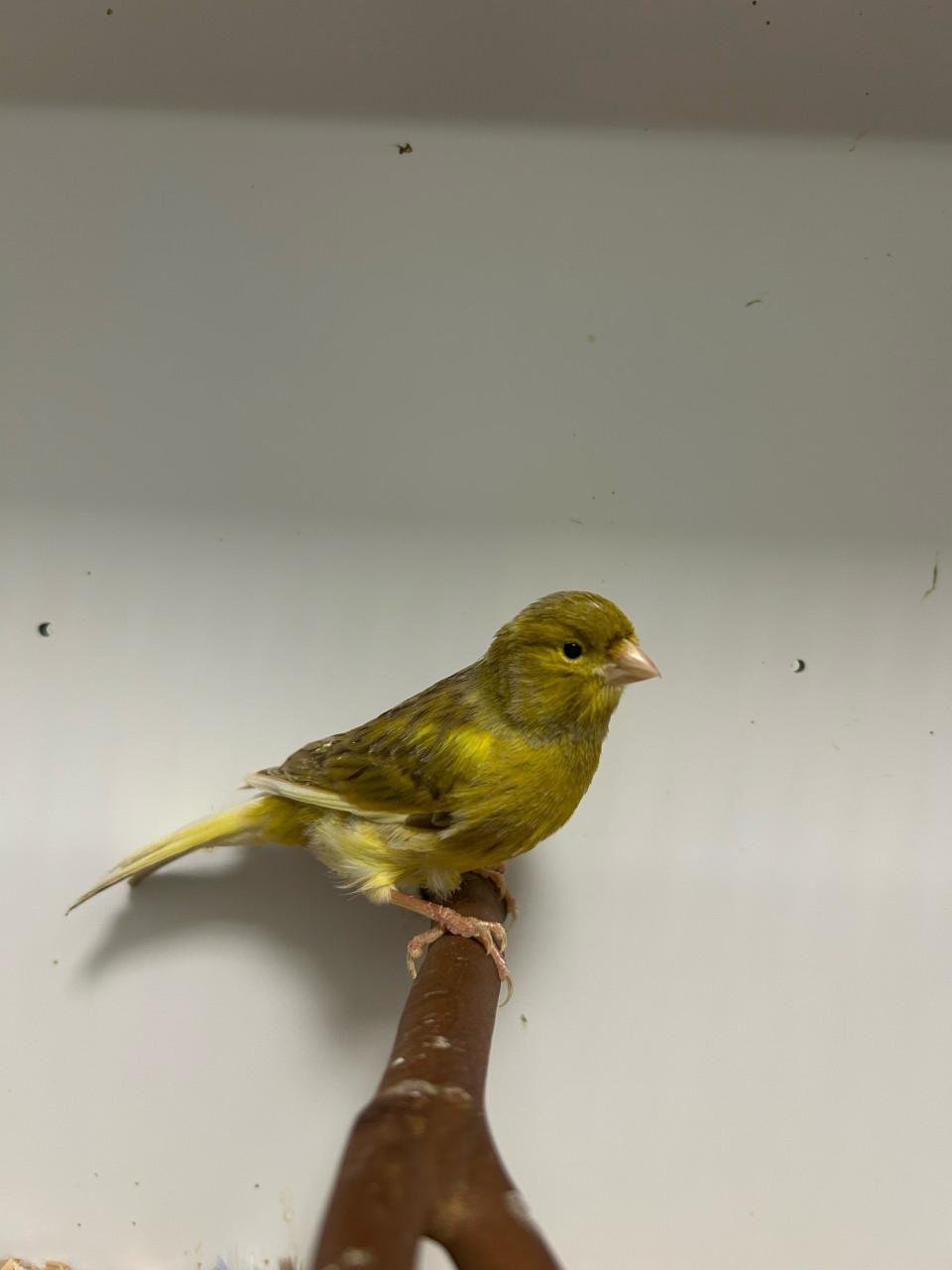 Ruime keuze kanaries