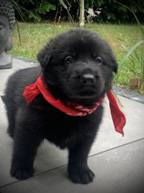 Duitse Herder pup Julia en Jules