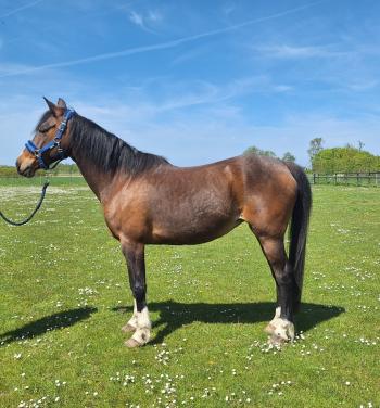 Pony talentvol en energiek, merrie 11jr, 145