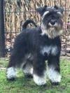 Dwergschnauzer teef schwart-silver of TOY-SCHNAUZER gezocht