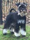 Dwergschnauzer teef schwart-silver of TOY-SCHNAUZER gezocht