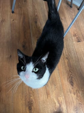 Felix de kat