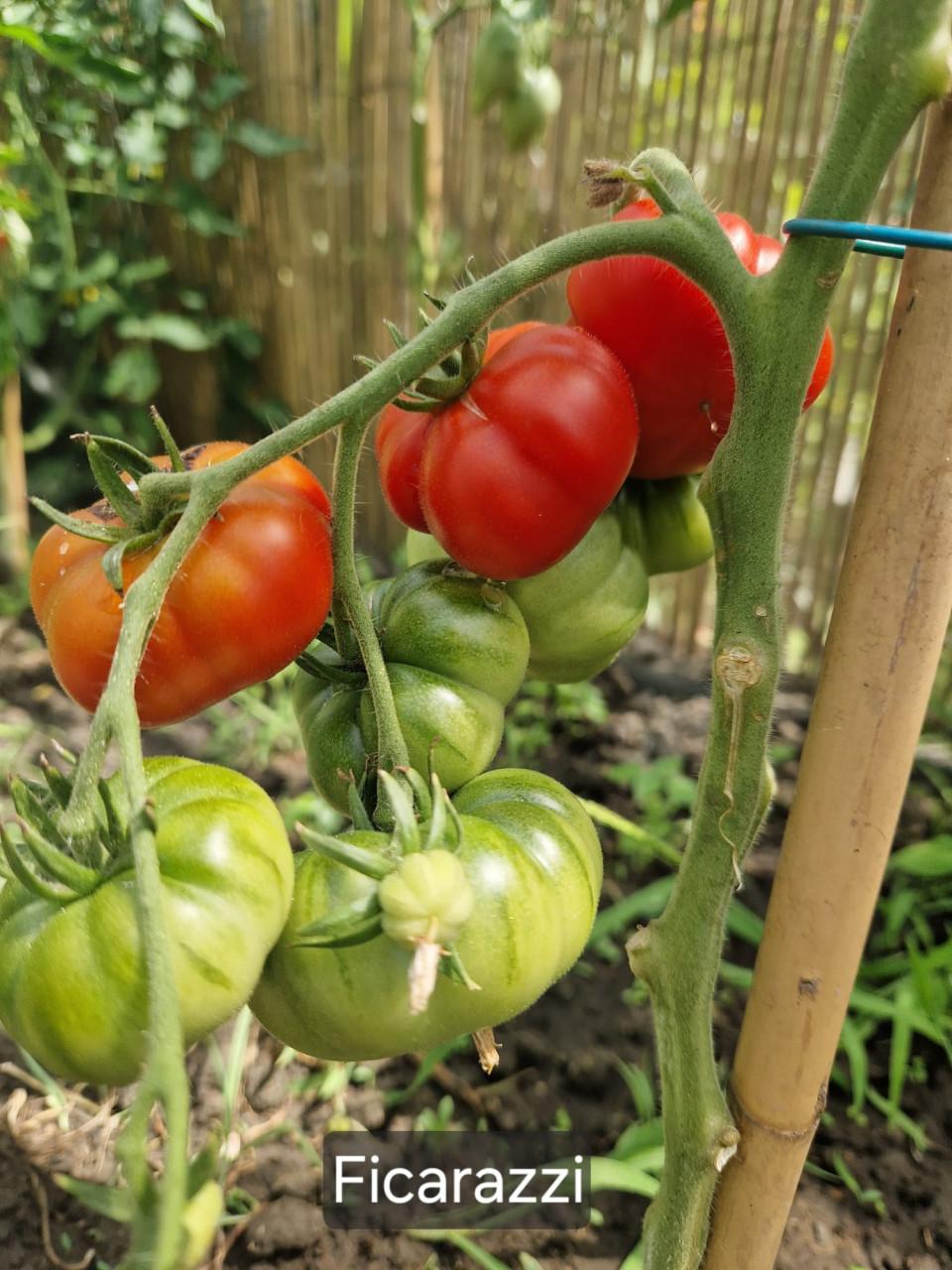 Onbespoten tomatenzaden uit eigen tuin - diverse rassen