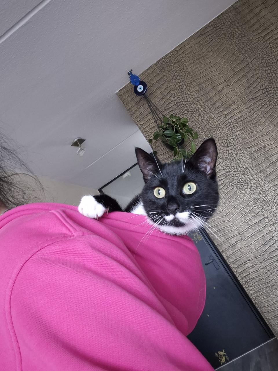 Lieve aanhankelijke poes zoekt 5☆ huisje