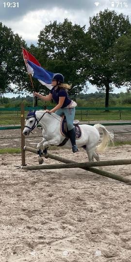 Lieve welsh-B pony
