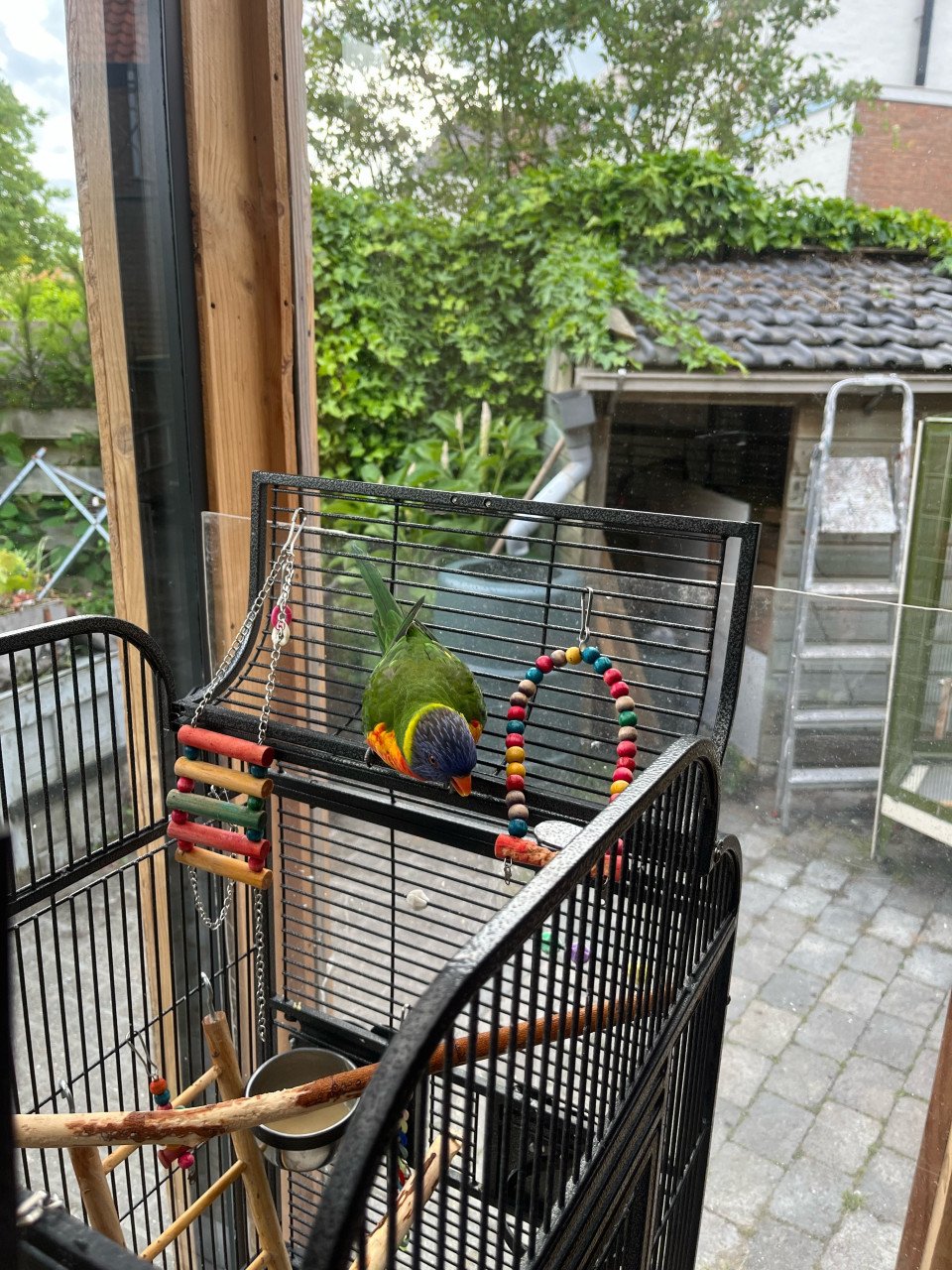 Lori van de blauwebergen
