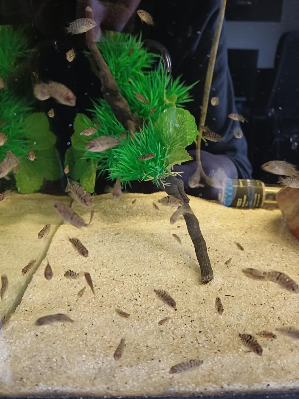 Zebra cichlides Amatitlania Nigrofasciata babys