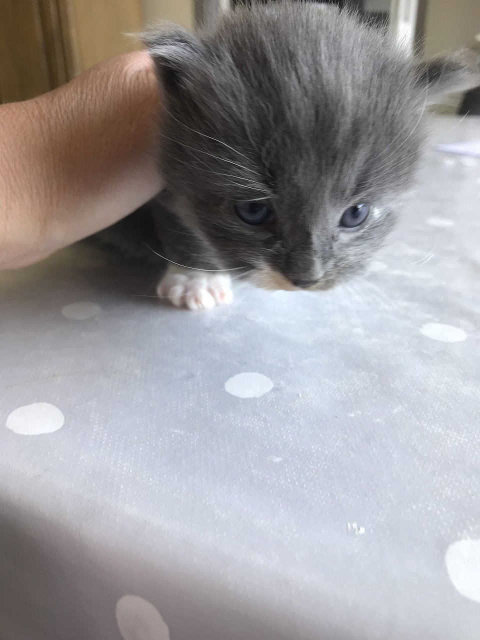 Kitten