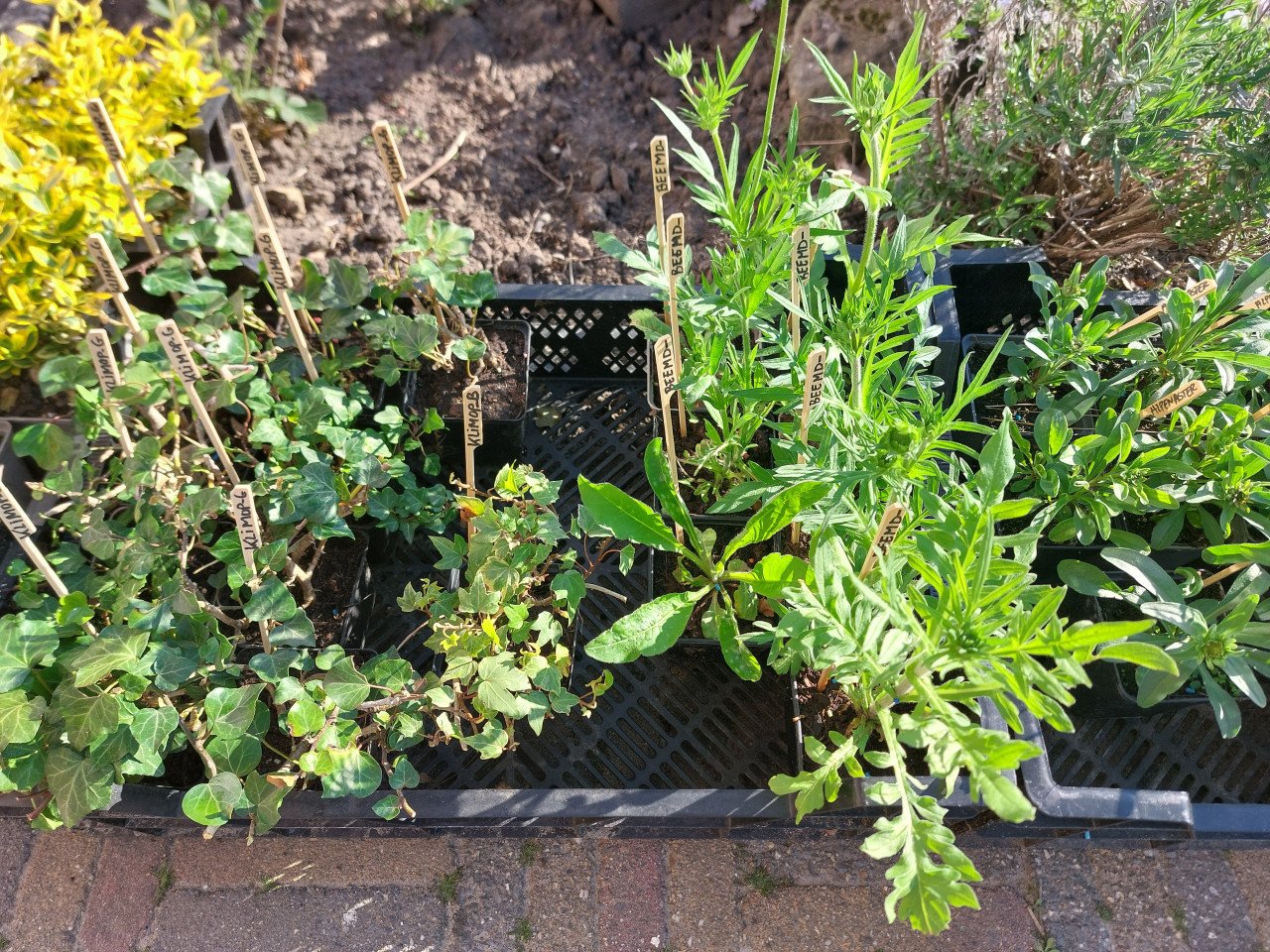 SIERTUIN EN MOESTUIN PLANTEN + BOMEN bij DE VOORDEUR
