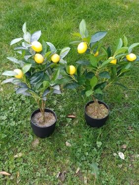 Kunst citroenboompje