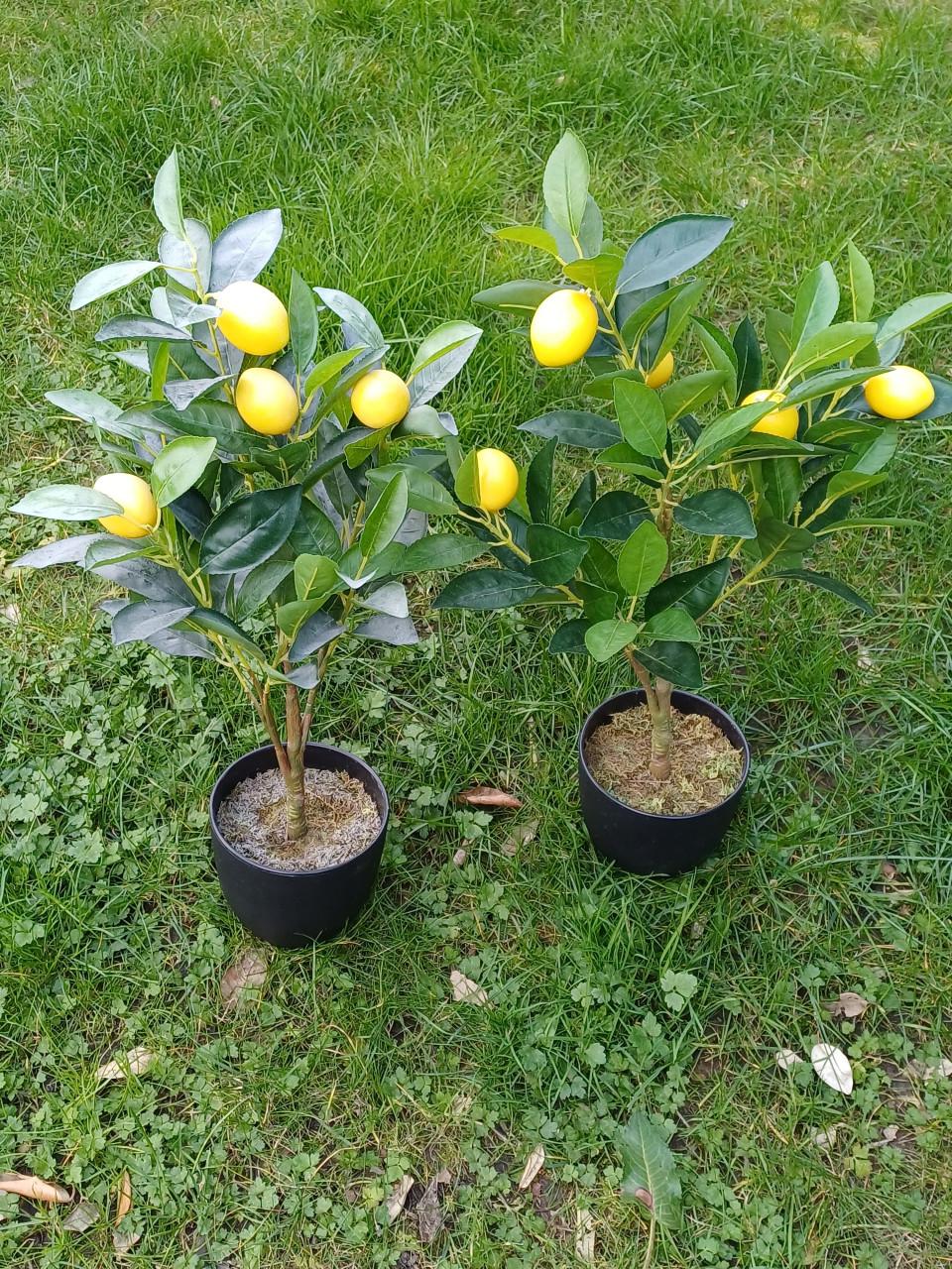 Kunst citroenboompje