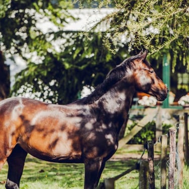 Paard KWPN merrie 14jr.