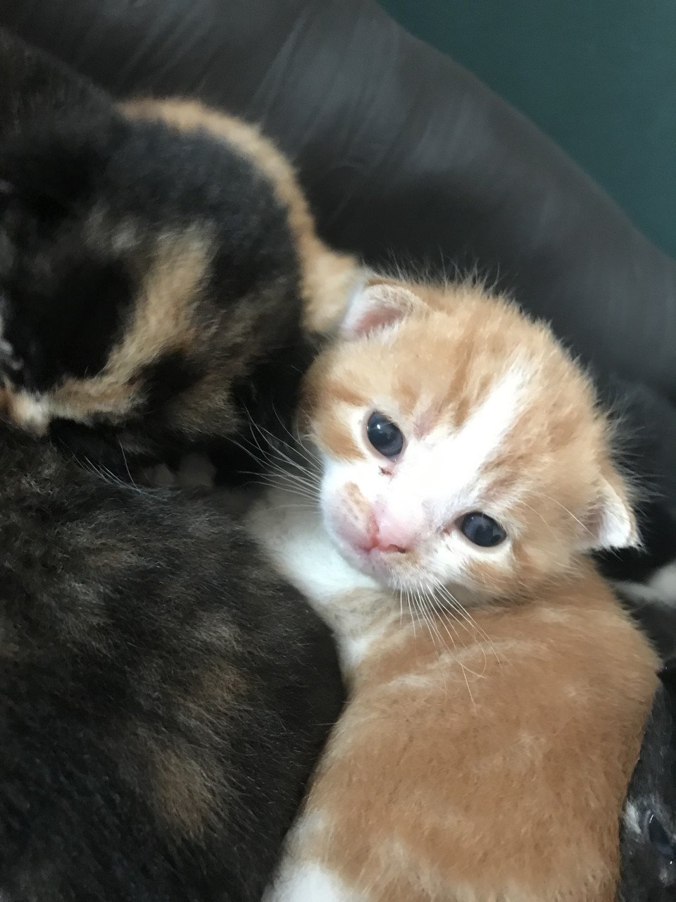 Kittens (bij interesse graag appen!)