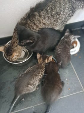 Verschillende lieve kittens