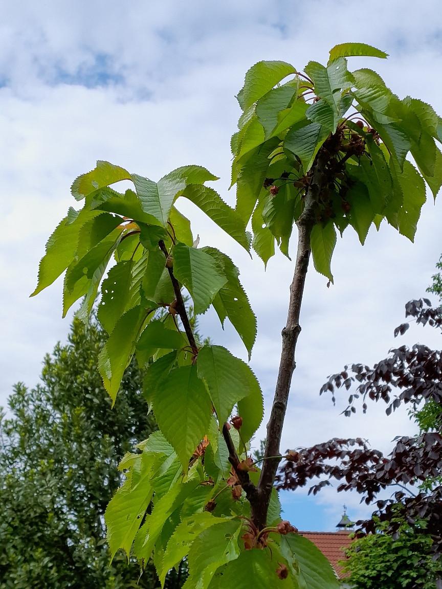 Kersenboom in pot