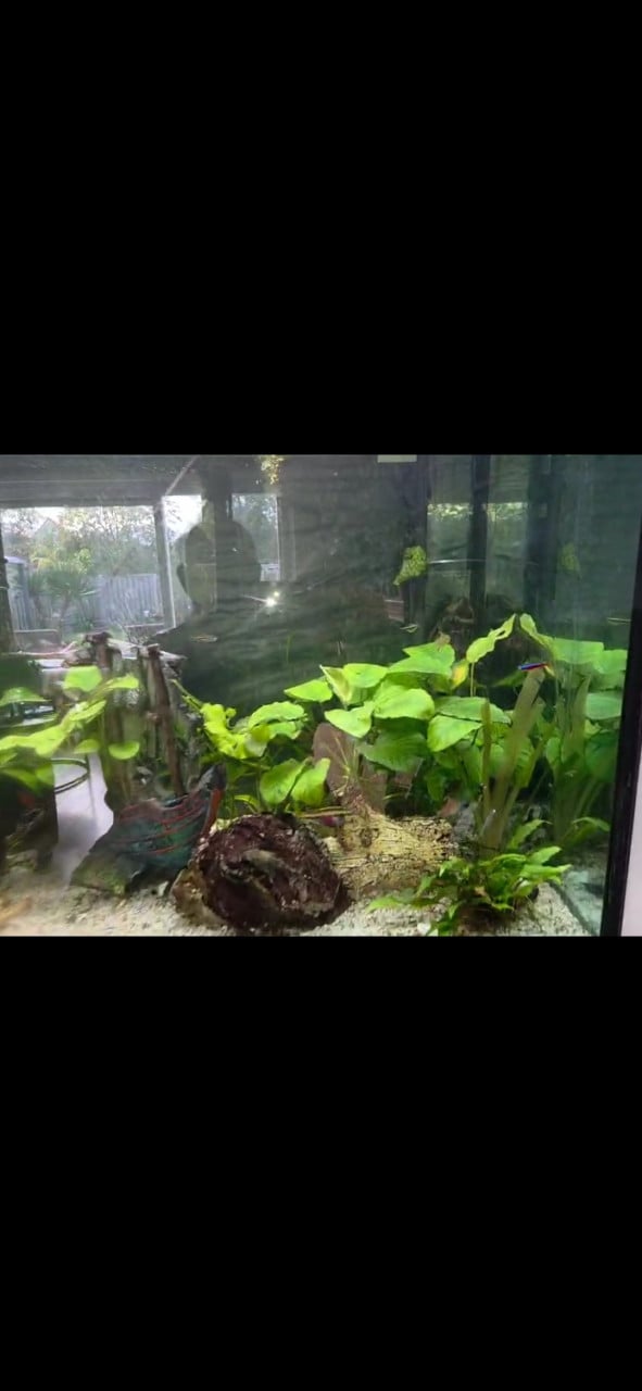 2 meter aquarium met vissen, inrichting en techniek