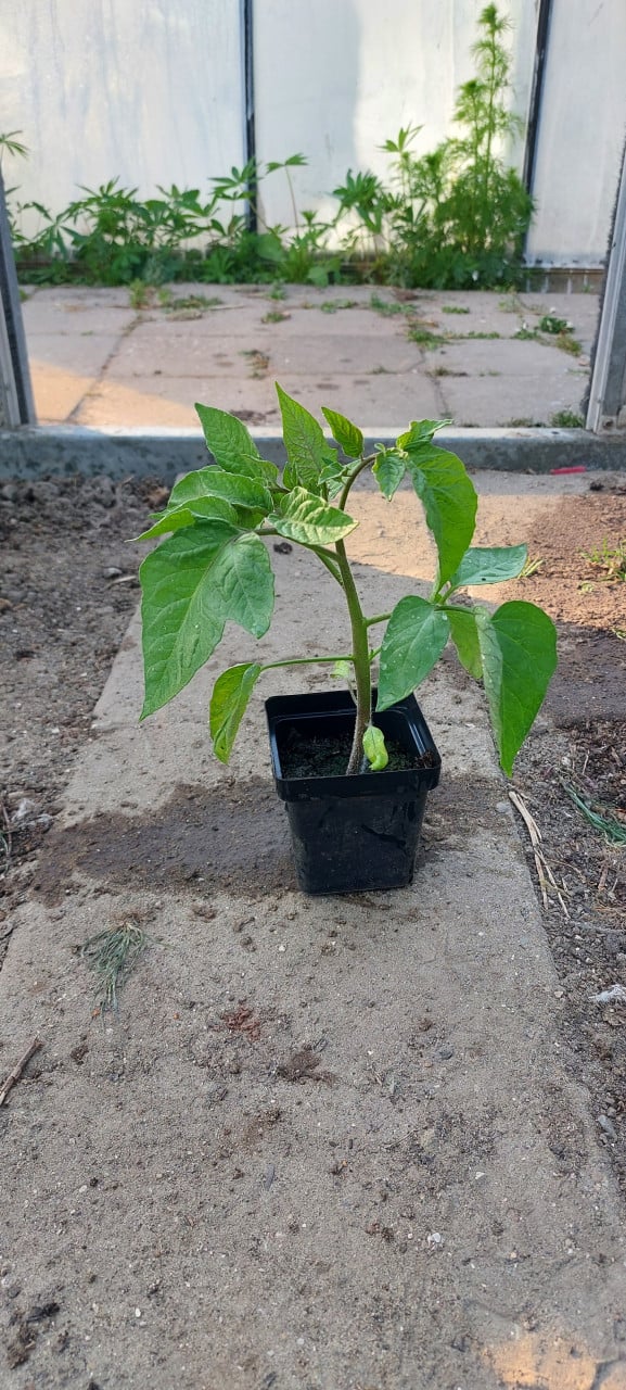 Tomaten planten